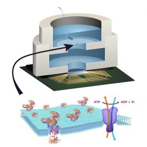 Cercetătorii au dezvoltat primul cip care funcționează pe bază de energie biologică