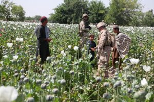 Producţia de opiu a Afganistanului a crescut de 40 de ori de la invazia SUA-NATO!