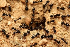 Read more about the article Terapii ciudate! Furnicile care știu să coasă răni!
