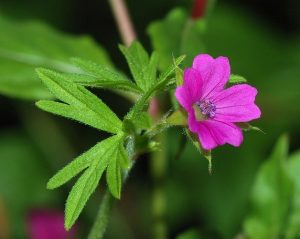 Plantele rezonează cu planetele