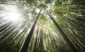 Read more about the article Din dragoste pentru natură, a plantat în fiecare zi un copac, timp de 37 de ani