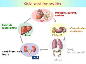 Read more about the article Legătura dintre emoţii şi organe