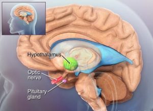 Read more about the article Hipotalamusul – „avocatul” adaptării organismului la mediu