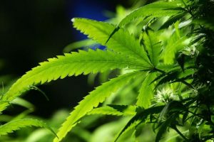 STUDIU. Dozele mici de cannabis inversează îmbătrânirea creierului