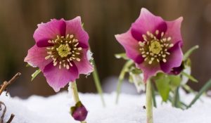 Read more about the article Spânzul: misterioasa plantă anticancerigenă din România