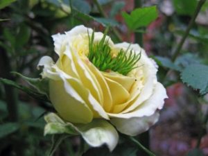 Efectul Fukushima - Natura a luat-o razna în Japonia