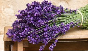 Read more about the article Levantica, un medicament-minune