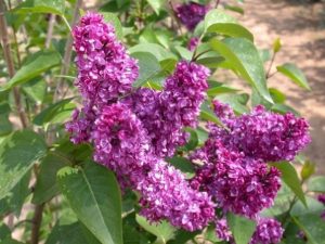 Read more about the article Frunzele de liliac, un prețios medicament natural. Iată cum le poți folosi