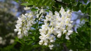 Read more about the article Beneficiile florilor de primăvară pentru sănătate