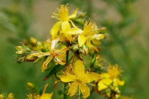 Read more about the article Plante care te ajută să combați gastrita