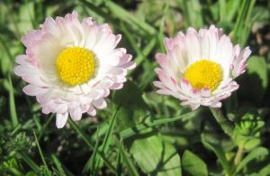 Read more about the article Bănuțeii ajută la eliminarea toxinelor