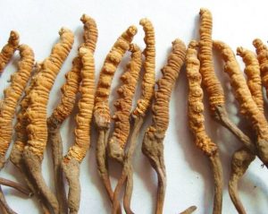 Read more about the article Cordyceps sau aurul medicamentelor