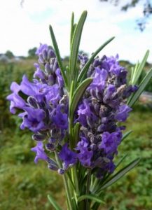 Read more about the article 4 metode naturale de a te calma