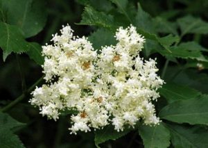 Read more about the article Indicațiile terapeutice ale socului