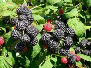 Zmeura neagră previne mai multe tipuri de cancer