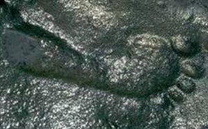 Read more about the article Teoria evoluţionistă a lui Darwin contestată de arheologi