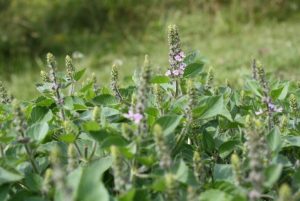 Read more about the article Busuiocul indian, planta care poate elimina cu succes fluorul din apa potabilă