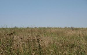 Read more about the article Misterul comorilor din Câmpia Bărăganului