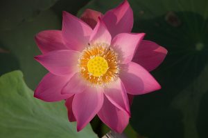 Floarea lotus