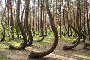 Read more about the article Fenomenele paranormale din pădurea Hoia-Baciu au început să devină cunoscute publicului larg abia din anul 1968
