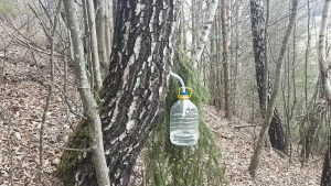 Read more about the article Seva de mesteacăn, licoarea plină de vitamine și minerale, colectată direct din tulpină. Beneficiile sale pentru organism